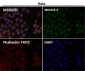 Anti-P4HB Rabbit Monoclonal Antibody