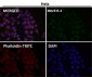 Anti-P4HB Rabbit Monoclonal Antibody