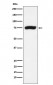 Anti-XPD Rabbit Monoclonal Antibody