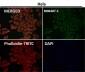 Anti-VPS28 Rabbit Monoclonal Antibody