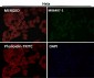 Anti-VPS28 Rabbit Monoclonal Antibody