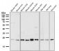 Anti-VPS28 Rabbit Monoclonal Antibody
