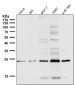 Anti-VPS28 Rabbit Monoclonal Antibody