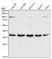 Anti-HOXA9 Rabbit Monoclonal Antibody