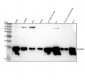 Anti-PLA2G2A Rabbit Monoclonal Antibody