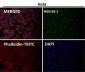 Anti-WDR4 Rabbit Monoclonal Antibody