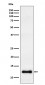 Anti-CCL23 Rabbit Monoclonal Antibody