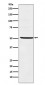 Anti-STF1 Rabbit Monoclonal Antibody