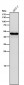 Anti-STF1 Rabbit Monoclonal Antibody