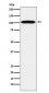 Anti-ATP1A2 Rabbit Monoclonal Antibody
