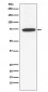 Anti-GCYA3 Rabbit Monoclonal Antibody