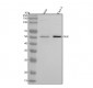 Anti-NLK Rabbit Monoclonal Antibody