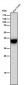 Anti-LHX2 Rabbit Monoclonal Antibody