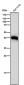 Anti-LHX2 Rabbit Monoclonal Antibody