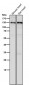 Anti-CC2D1A Rabbit Monoclonal Antibody