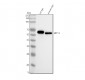 Anti-Cytokeratin 12 Rabbit Monoclonal Antibody