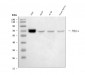 Anti-p66 alpha Rabbit Monoclonal Antibody
