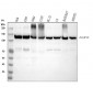 Anti-NAT10 Rabbit Monoclonal Antibody