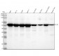 Anti-MLKL Rabbit Monoclonal Antibody