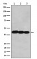 Anti-BCLG Rabbit Monoclonal Antibody