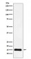 Anti-Histone H3 (mono methyl K9) Rabbit Monoclonal Antibody