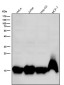 Anti-Histone H3 (mono methyl K9) Rabbit Monoclonal Antibody