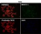 Anti-FACL4 Rabbit Monoclonal Antibody