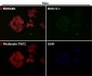 Anti-FACL4 Rabbit Monoclonal Antibody