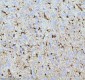 Anti-QK1 Rabbit Monoclonal Antibody