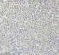 Anti-QK1 Rabbit Monoclonal Antibody