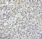 Anti-QK1 Rabbit Monoclonal Antibody