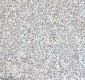 Anti-QK1 Rabbit Monoclonal Antibody