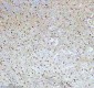 Anti-QK1 Rabbit Monoclonal Antibody