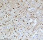 Anti-QK1 Rabbit Monoclonal Antibody