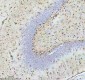 Anti-QK1 Rabbit Monoclonal Antibody