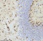 Anti-QK1 Rabbit Monoclonal Antibody
