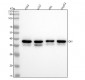 Anti-QK1 Rabbit Monoclonal Antibody