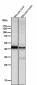 Anti-ALKBH1 Rabbit Monoclonal Antibody