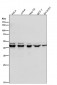 Anti-ALKBH1 Rabbit Monoclonal Antibody