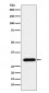 Anti-GTF2F2 Rabbit Monoclonal Antibody