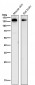 Anti-Collagen III Rabbit Monoclonal Antibody