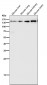 Anti-Collagen III Rabbit Monoclonal Antibody