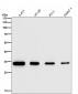 Anti-NUDT5 Rabbit Monoclonal Antibody