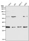 Anti-NUDT5 Rabbit Monoclonal Antibody