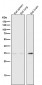 Anti-NUDT5 Rabbit Monoclonal Antibody