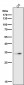 Anti-NUDT5 Rabbit Monoclonal Antibody