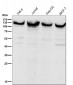 Anti-UBE4A Rabbit Monoclonal Antibody