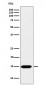 Anti-Histone H3 (formyl K122) Rabbit Monoclonal Antibody
