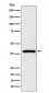 Anti-NCF4 Rabbit Monoclonal Antibody