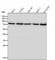 Anti-CPSF73 Rabbit Monoclonal Antibody